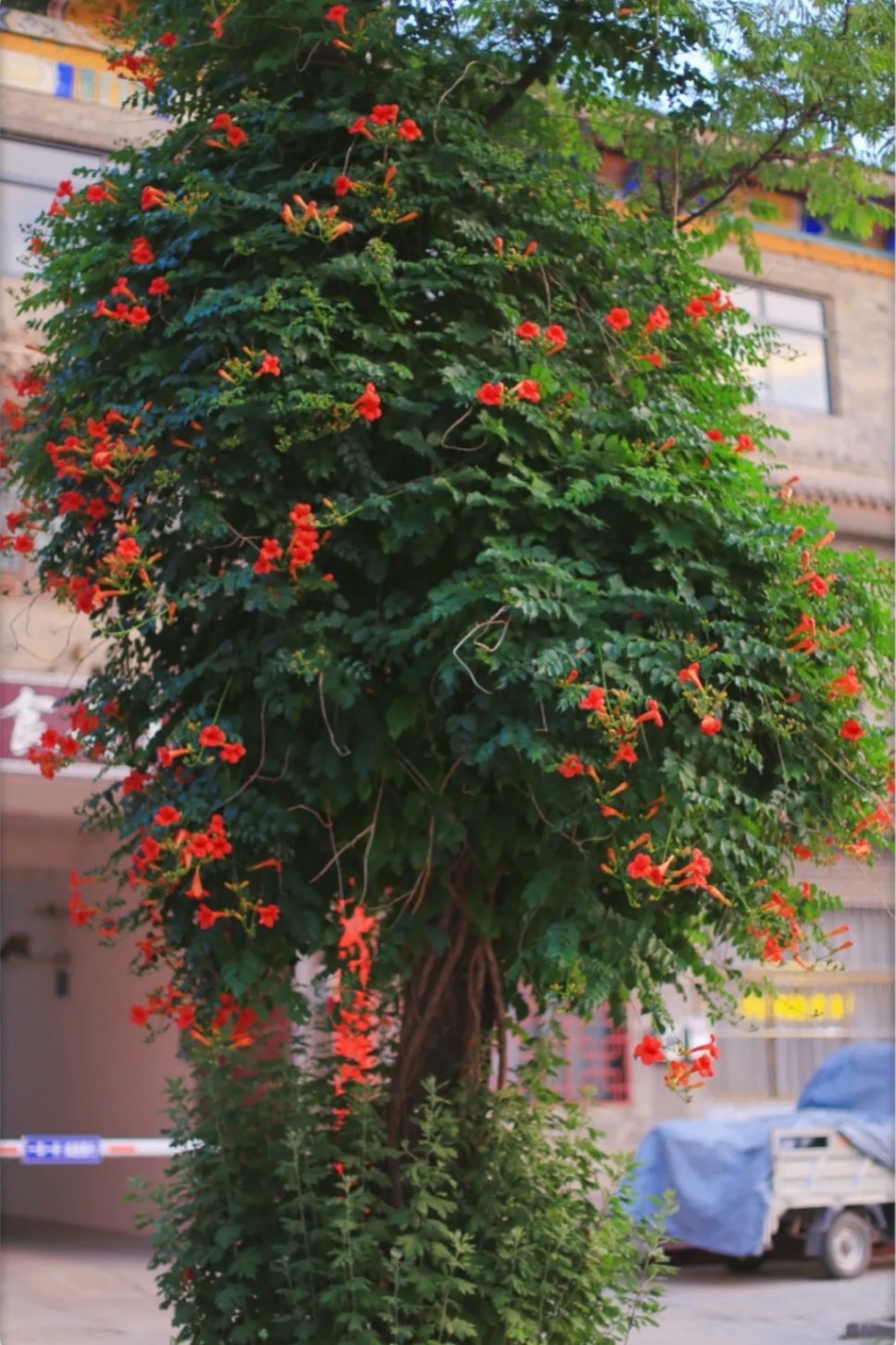 “多闻草木少识人”——凌霄花开 “多闻草木少识人”——凌霄花开