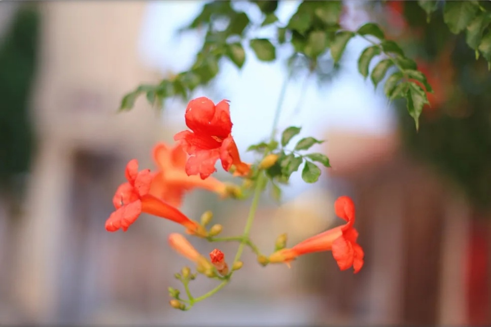 “多闻草木少识人”——凌霄花开 “多闻草木少识人”——凌霄花开