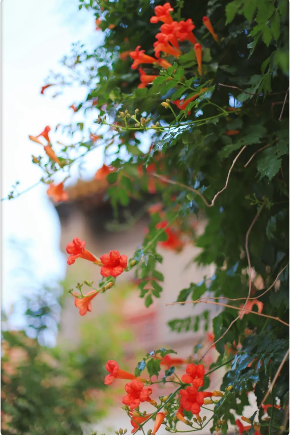 “多闻草木少识人”——凌霄花开 “多闻草木少识人”——凌霄花开