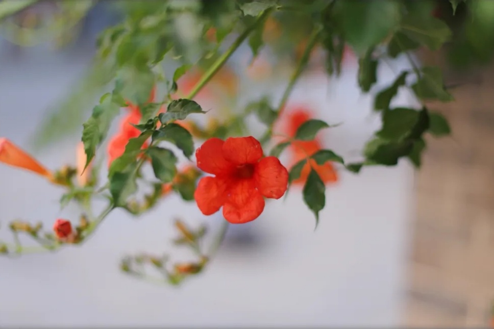 “多闻草木少识人”——凌霄花开 “多闻草木少识人”——凌霄花开