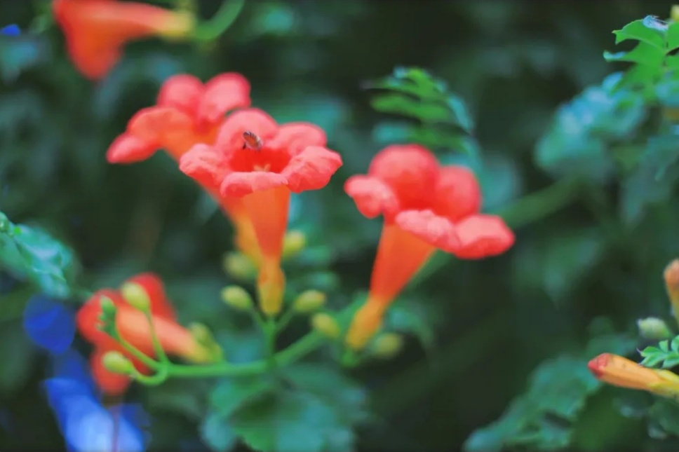 “多闻草木少识人”——凌霄花开 “多闻草木少识人”——凌霄花开