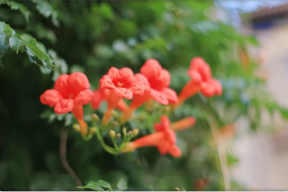 “多闻草木少识人”——凌霄花开 “多闻草木少识人”——凌霄花开