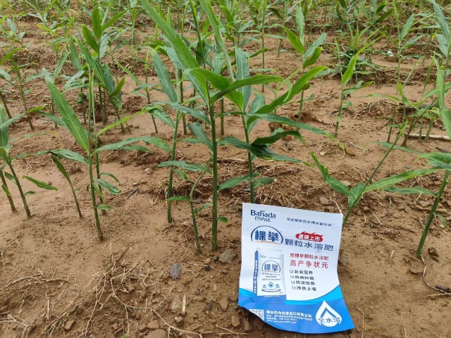 生姜种植管理很关键，需掌握以下四要点
