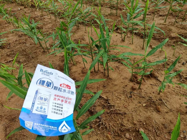 生姜种植管理很关键，需掌握以下四要点