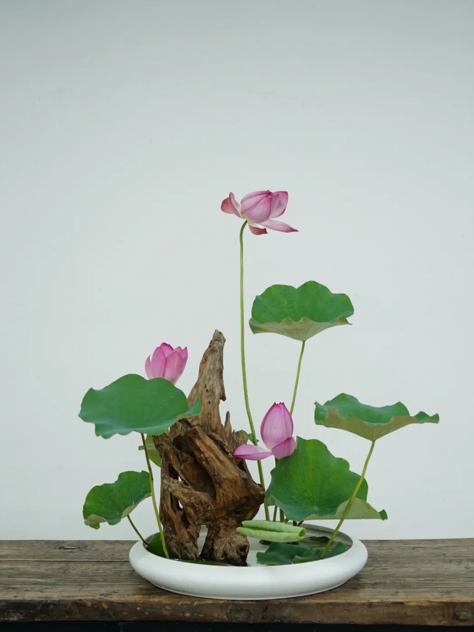 30个名师荷花插花作品,清凉整个夏日时光 30个名师荷花插花作品,清凉整个夏日时光