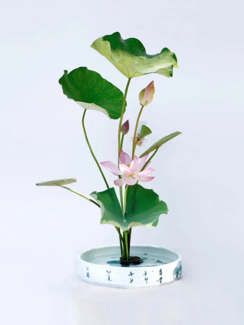 30个名师荷花插花作品,清凉整个夏日时光 30个名师荷花插花作品,清凉整个夏日时光