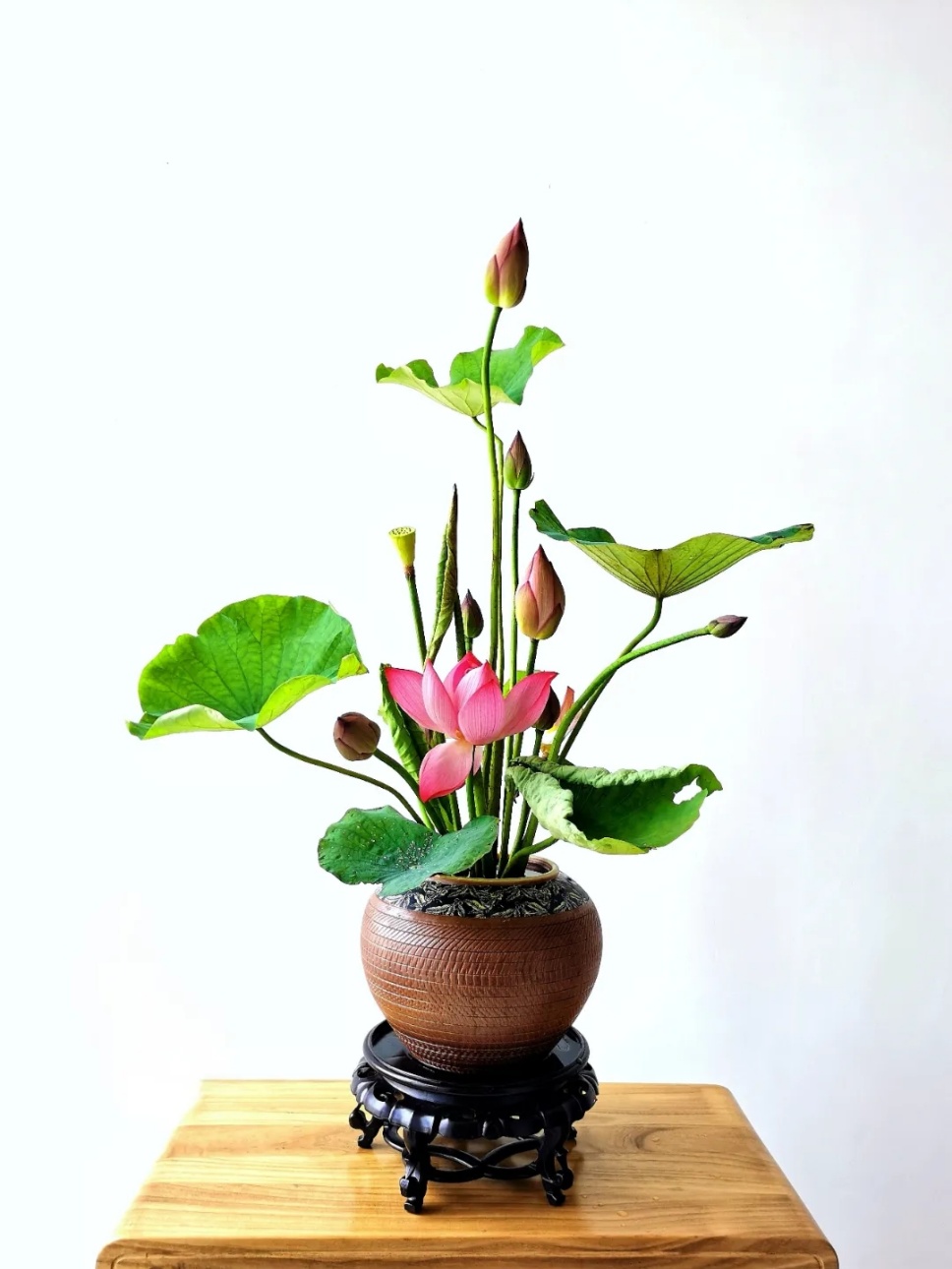 30个名师荷花插花作品,清凉整个夏日时光 30个名师荷花插花作品,清凉整个夏日时光