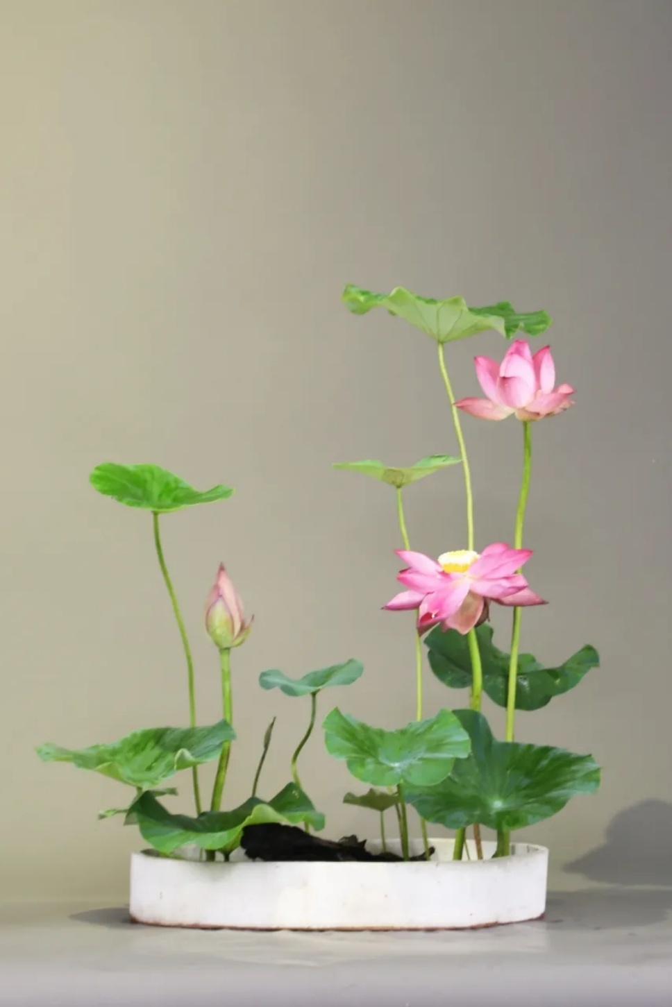 30个名师荷花插花作品,清凉整个夏日时光 30个名师荷花插花作品,清凉整个夏日时光