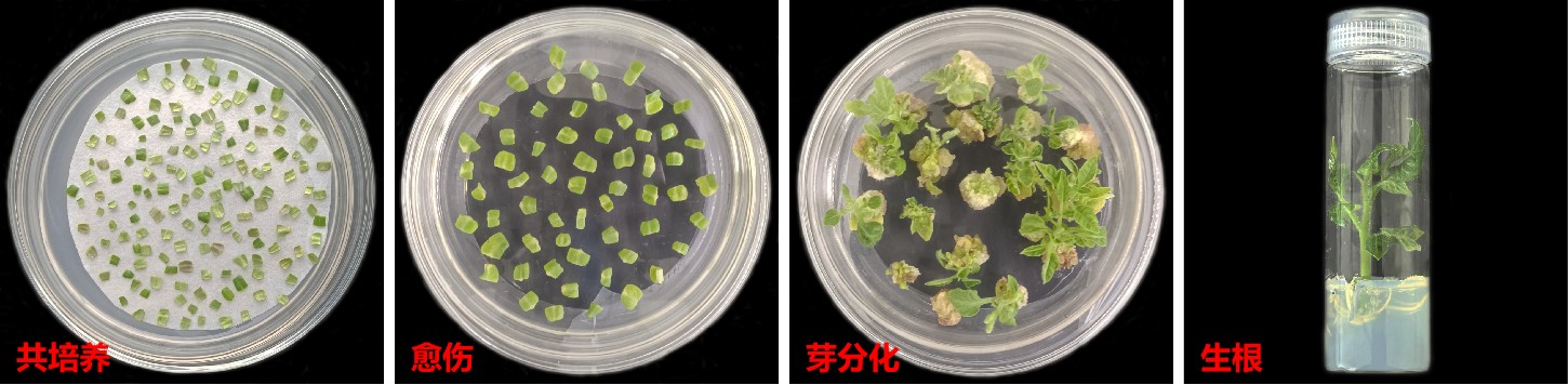番茄遗传转化服务