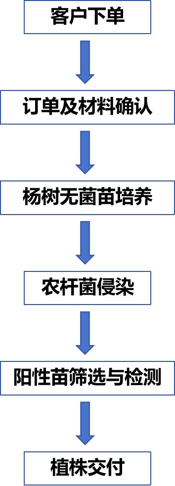 杨树遗传转化