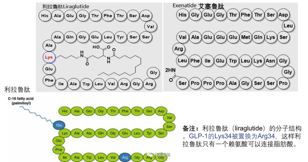 司美格鲁肽 vs 替尔泊肽：千亿GLP-1市场的双雄对决与迭代挑战 | 倚锋硬分享