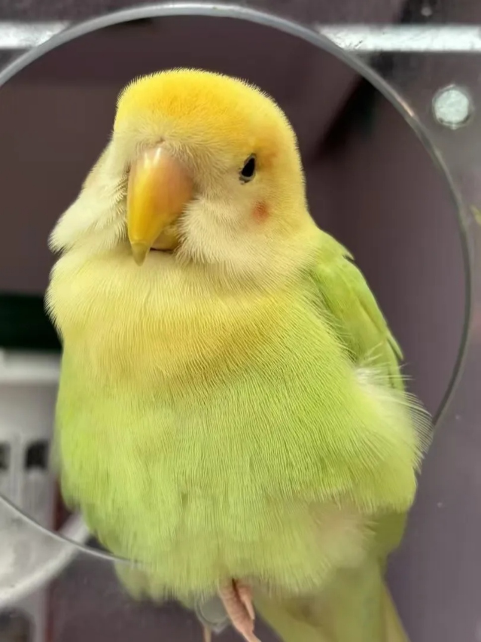 如果养鹦鹉有段位