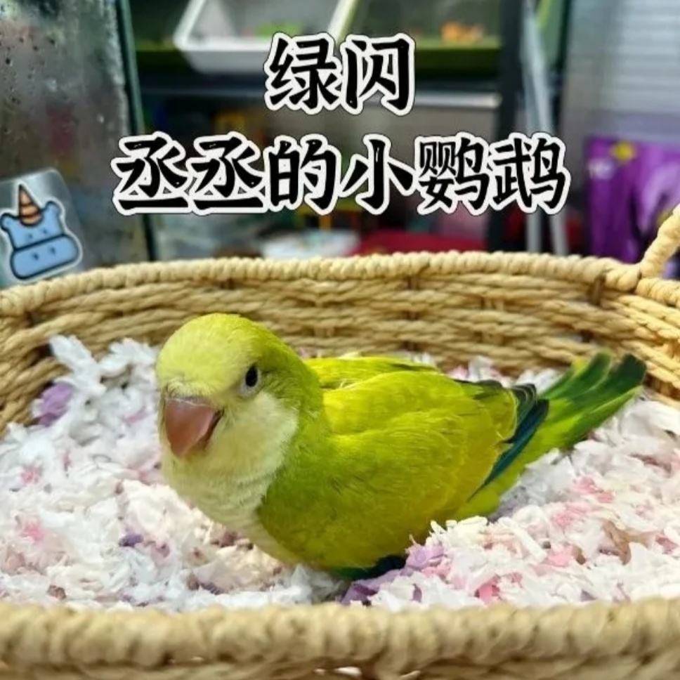 如果养鹦鹉有段位
