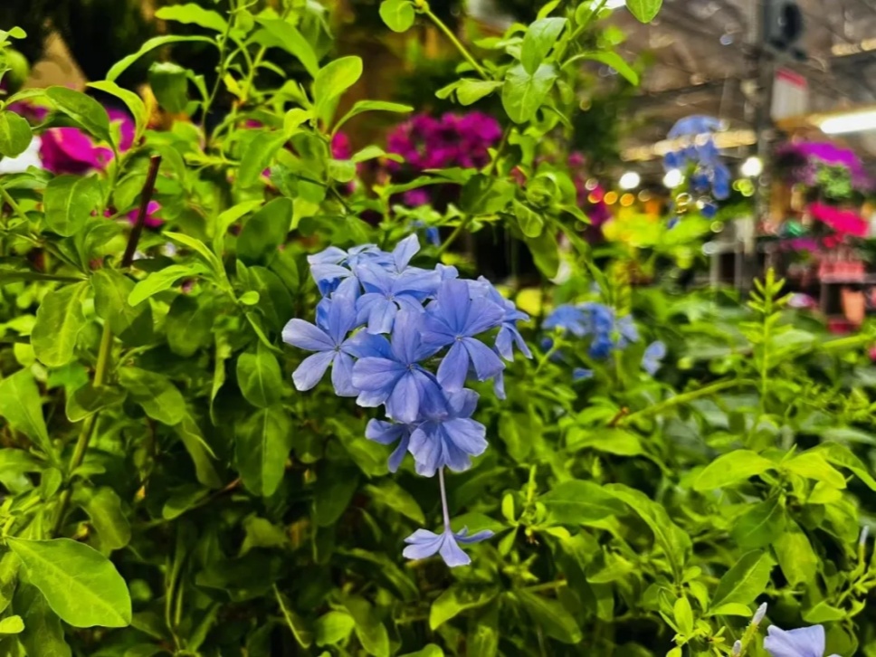 生如夏花之绚烂，爱如蓝雪之沉醉--蓝雪花