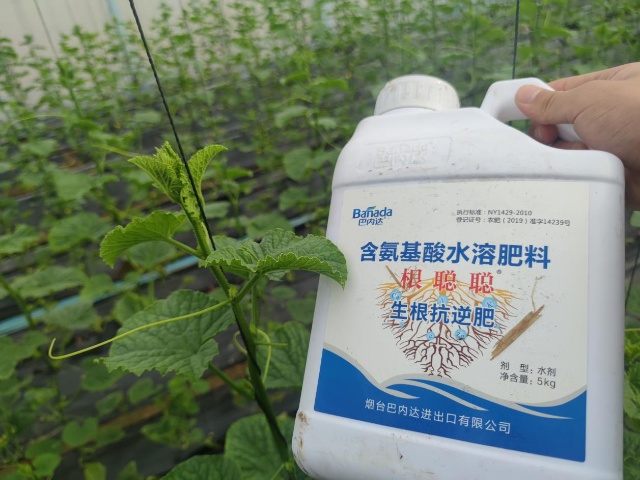生根剂哪个牌子好？