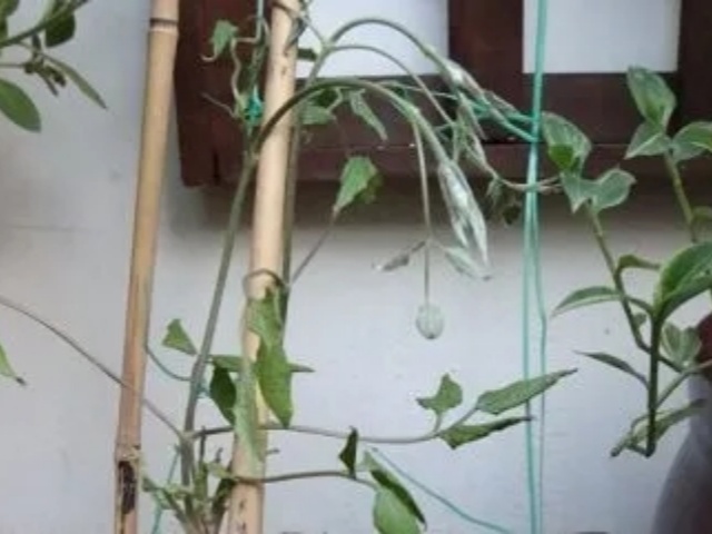 该怎么拯救你，我“柔弱不能自理”的夏日铁线莲！