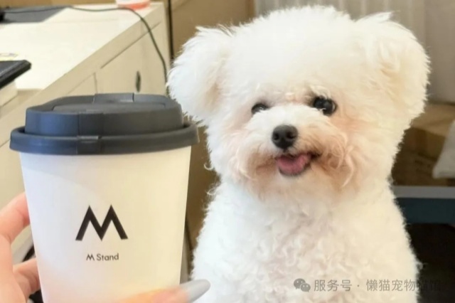 懒猫精选 | 最适合都市丽人养的狗狗 懒猫精选 | 最适合都市丽人养的狗狗