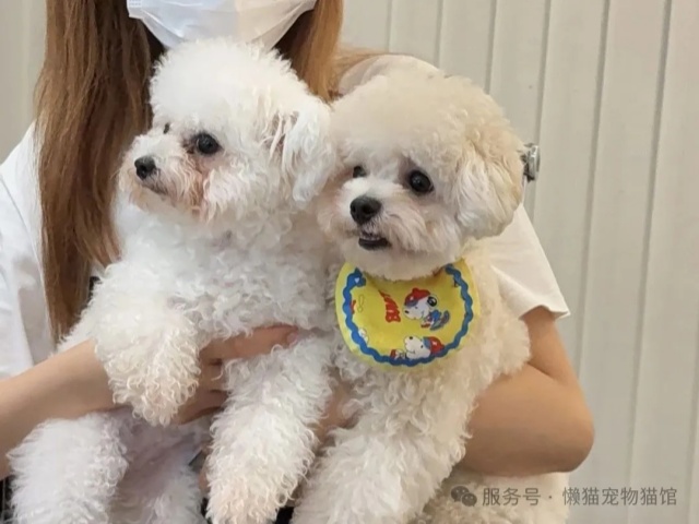 懒猫精选 | 最适合都市丽人养的狗狗 懒猫精选 | 最适合都市丽人养的狗狗