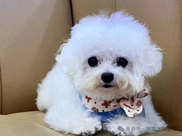 懒猫精选 | 最适合都市丽人养的狗狗 懒猫精选 | 最适合都市丽人养的狗狗