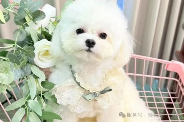 懒猫精选 | 最适合都市丽人养的狗狗 懒猫精选 | 最适合都市丽人养的狗狗