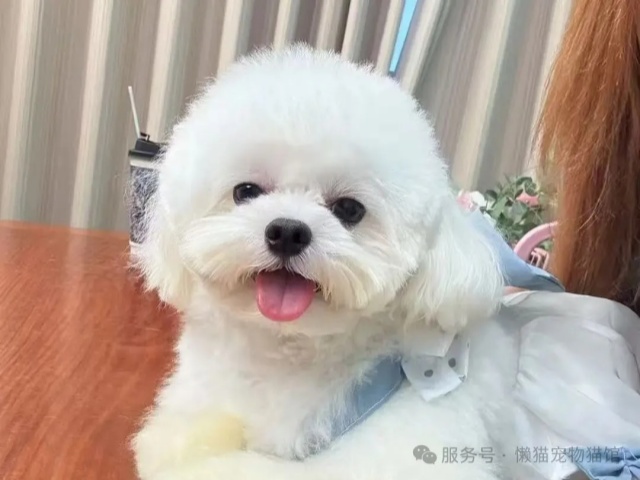 懒猫精选 | 最适合都市丽人养的狗狗 懒猫精选 | 最适合都市丽人养的狗狗