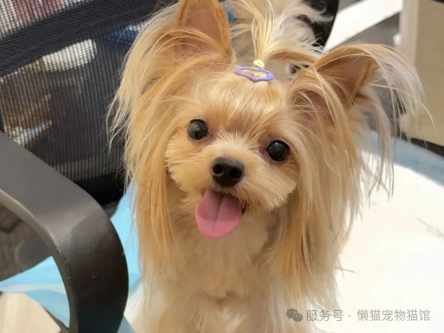 懒猫精选 | 最适合都市丽人养的狗狗 懒猫精选 | 最适合都市丽人养的狗狗