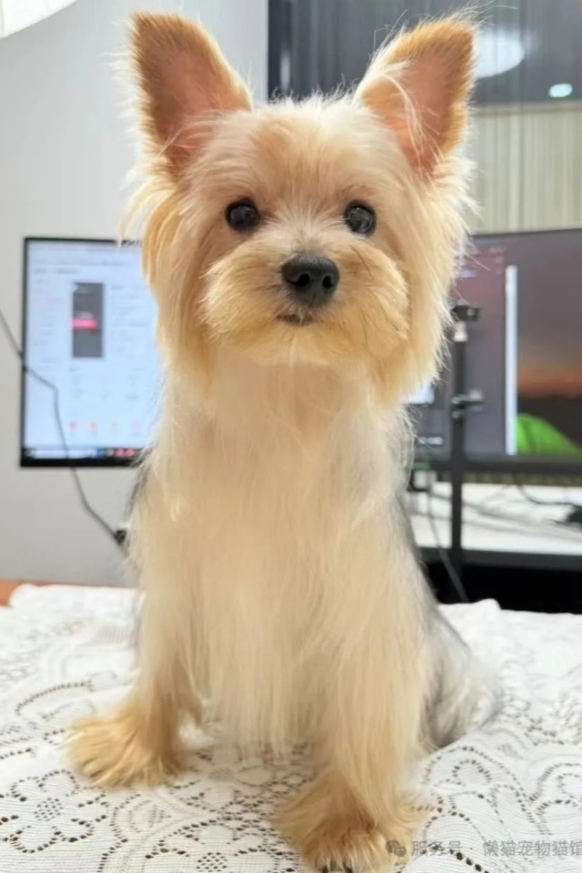 懒猫精选 | 最适合都市丽人养的狗狗 懒猫精选 | 最适合都市丽人养的狗狗