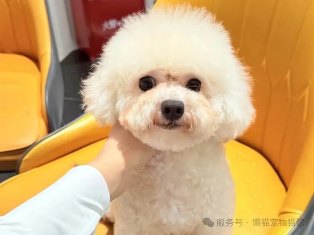 懒猫精选 | 最适合都市丽人养的狗狗 懒猫精选 | 最适合都市丽人养的狗狗