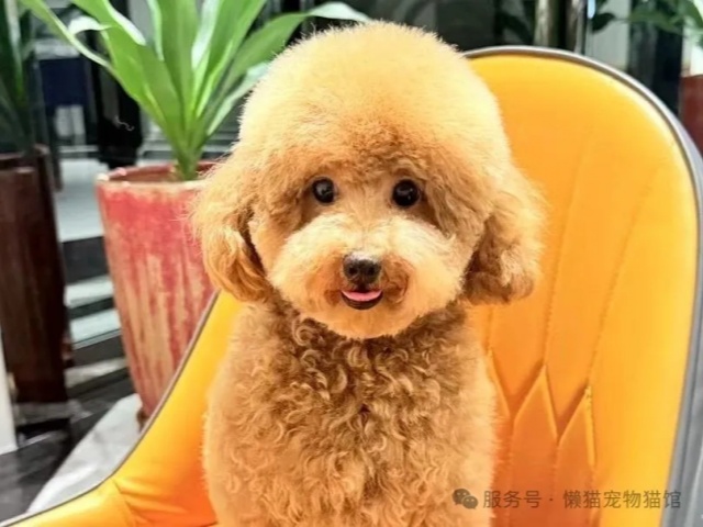 懒猫精选 | 最适合都市丽人养的狗狗 懒猫精选 | 最适合都市丽人养的狗狗