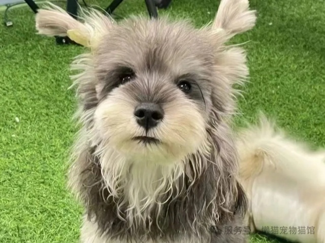 懒猫精选 | 最适合都市丽人养的狗狗 懒猫精选 | 最适合都市丽人养的狗狗