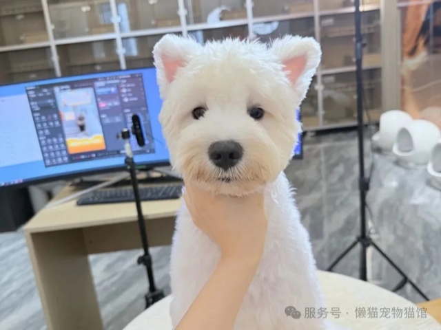 懒猫精选 | 最适合都市丽人养的狗狗 懒猫精选 | 最适合都市丽人养的狗狗