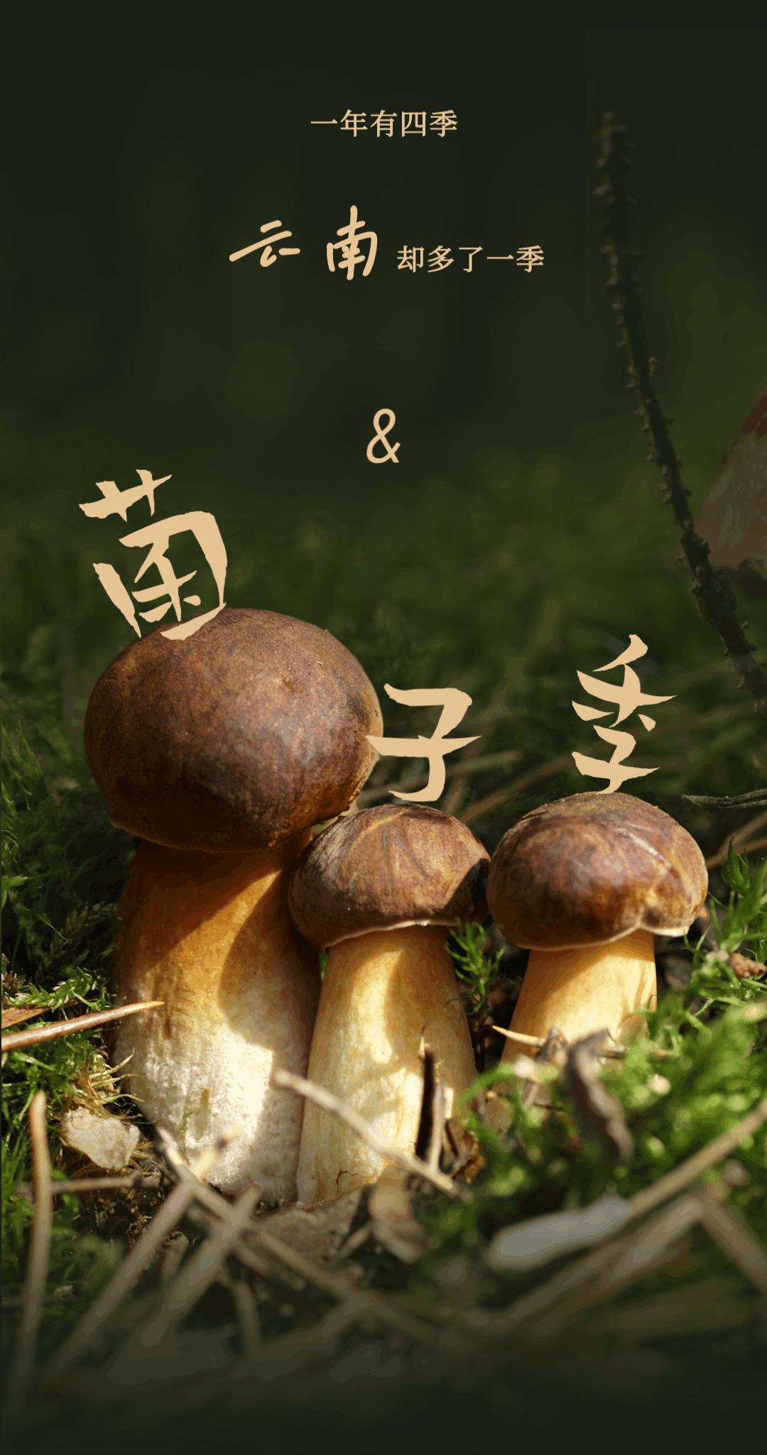 “走，到腾冲吃jier克！”丨大景慕尚酒店喊你来避暑吃菌啦~