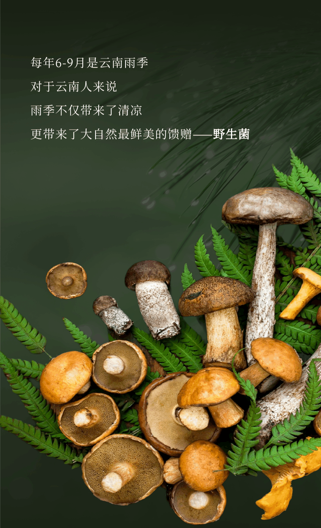 “走，到腾冲吃jier克！”丨大景慕尚酒店喊你来避暑吃菌啦~