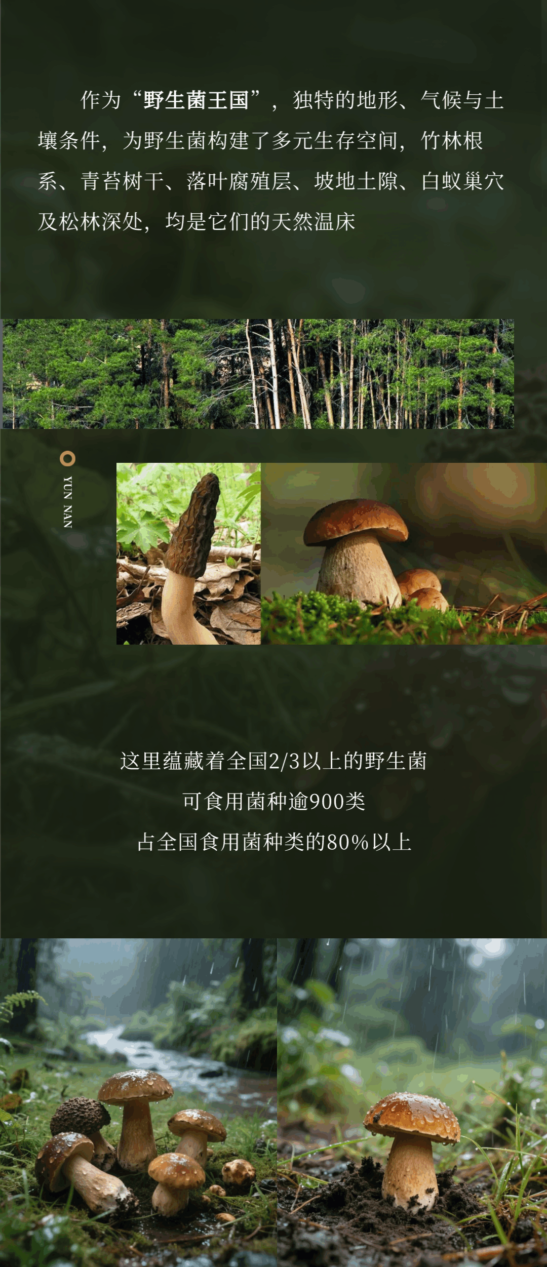 “走，到腾冲吃jier克！”丨大景慕尚酒店喊你来避暑吃菌啦~
