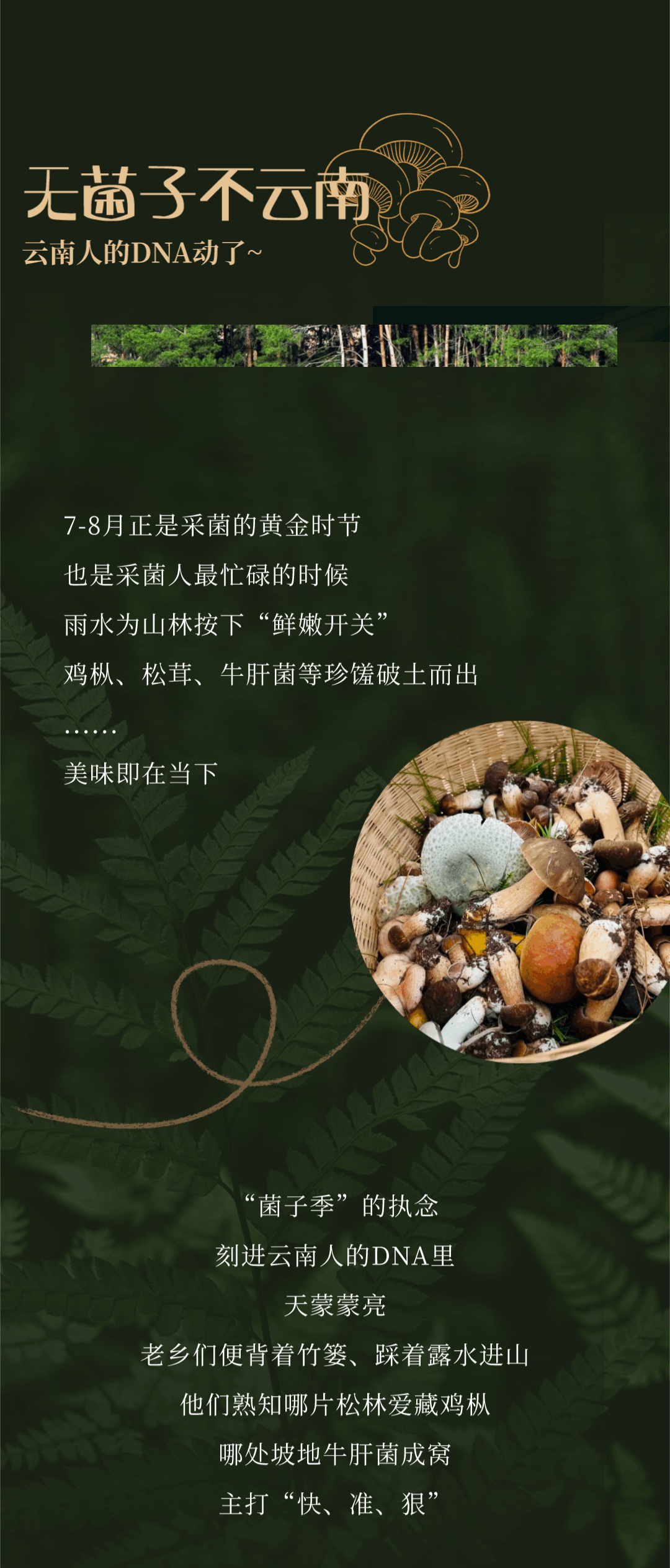 “走，到腾冲吃jier克！”丨大景慕尚酒店喊你来避暑吃菌啦~
