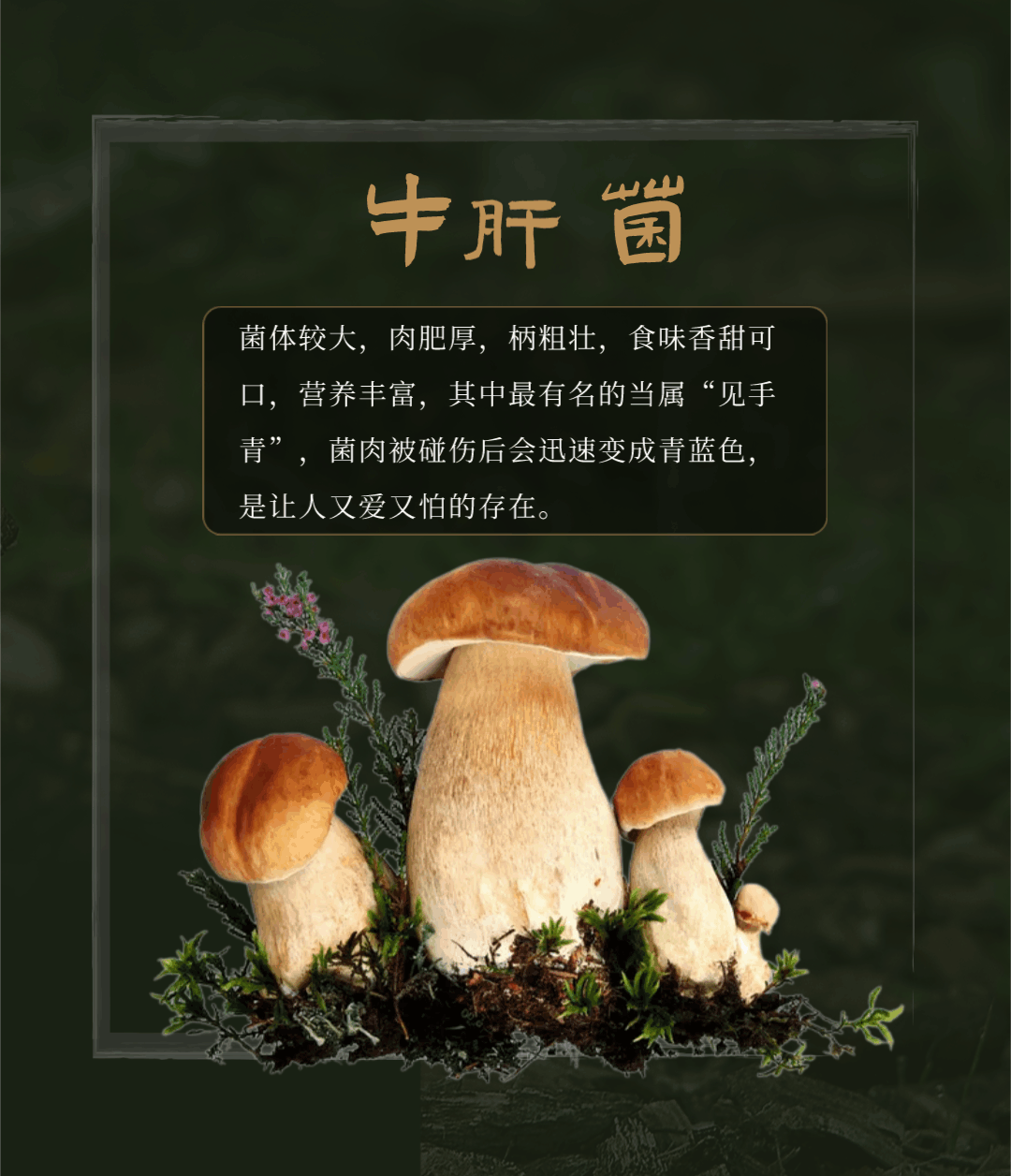 “走，到腾冲吃jier克！”丨大景慕尚酒店喊你来避暑吃菌啦~