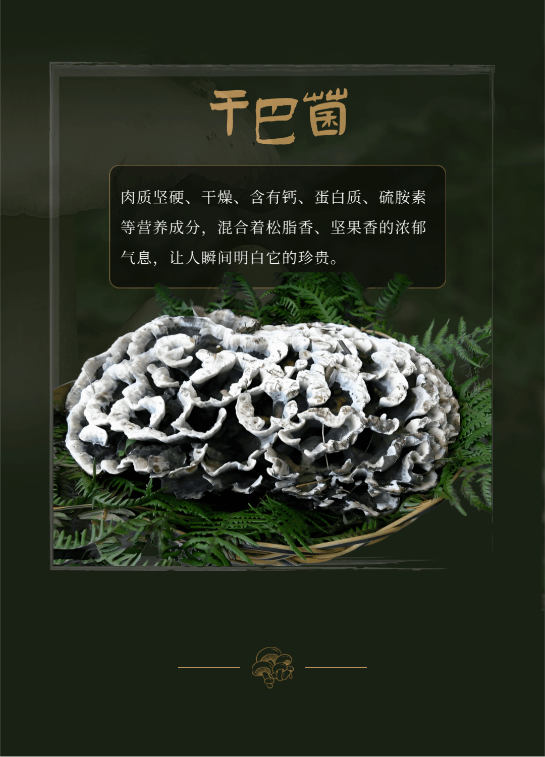 “走，到腾冲吃jier克！”丨大景慕尚酒店喊你来避暑吃菌啦~