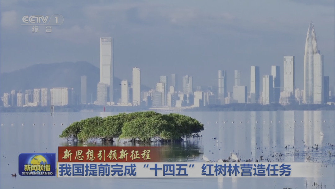 【行业动态】《新闻联播》头条关注：福田红树林保护区获全球奖项！
