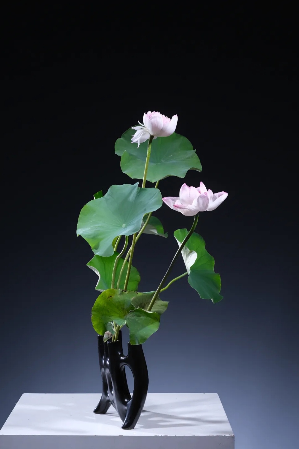 40个夏日清凉感插花,暑伏时节令你心旷神怡 40个夏日清凉感插花,暑伏时节令你心旷神怡