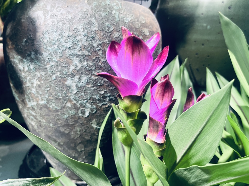 夏日里的“郁金香”--姜荷花 夏日里的“郁金香”--姜荷花