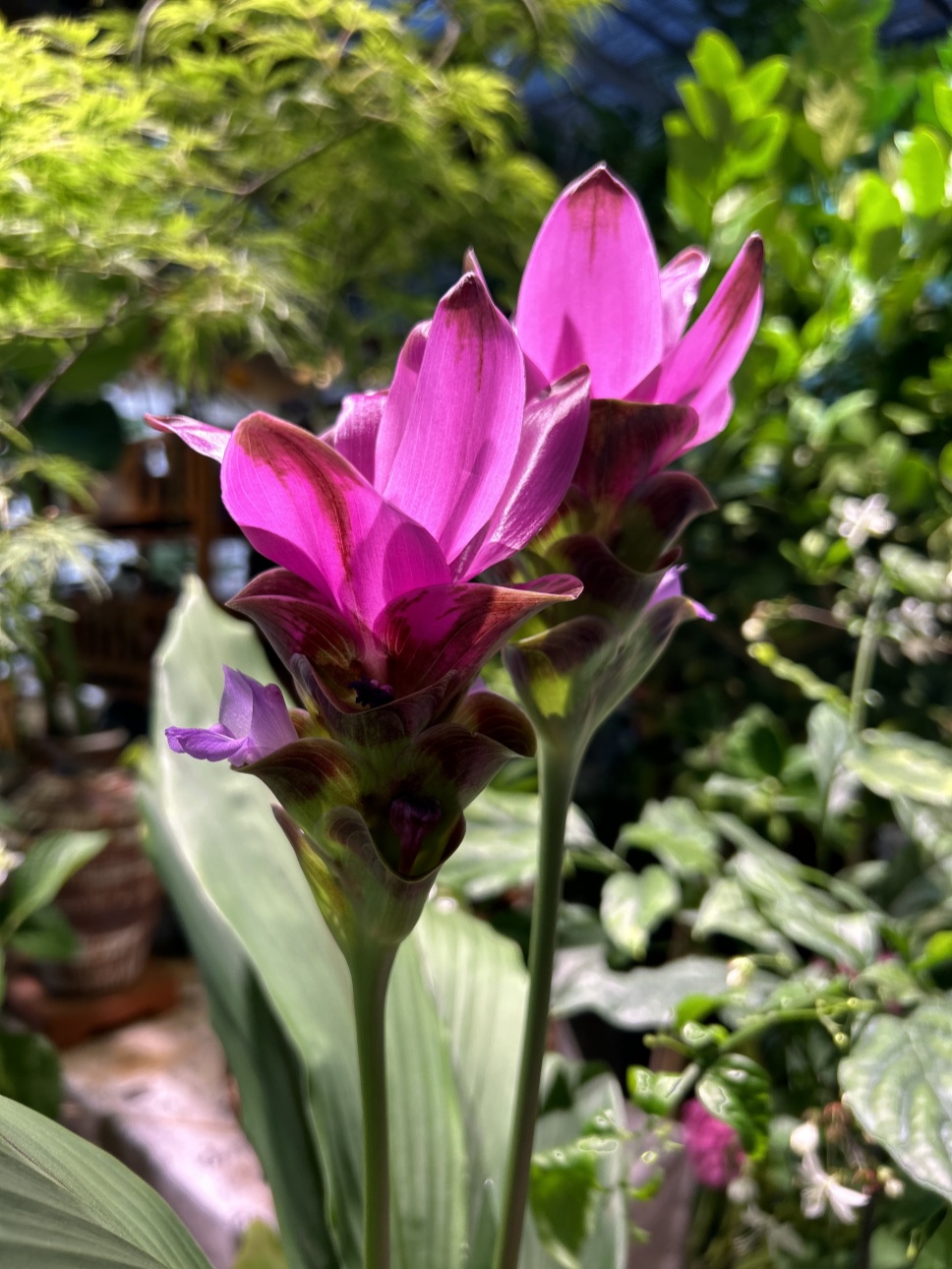 夏日里的“郁金香”--姜荷花 夏日里的“郁金香”--姜荷花