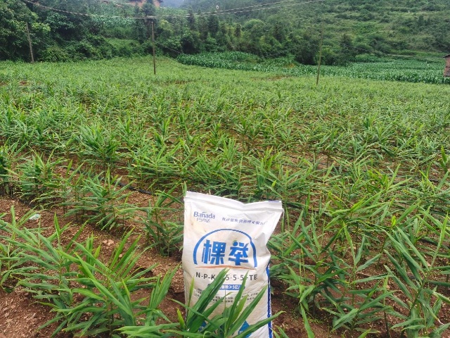 生姜培土三步驟，生姜塊大后勁足