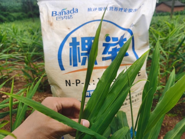 生姜培土三步驟，生姜塊大后勁足