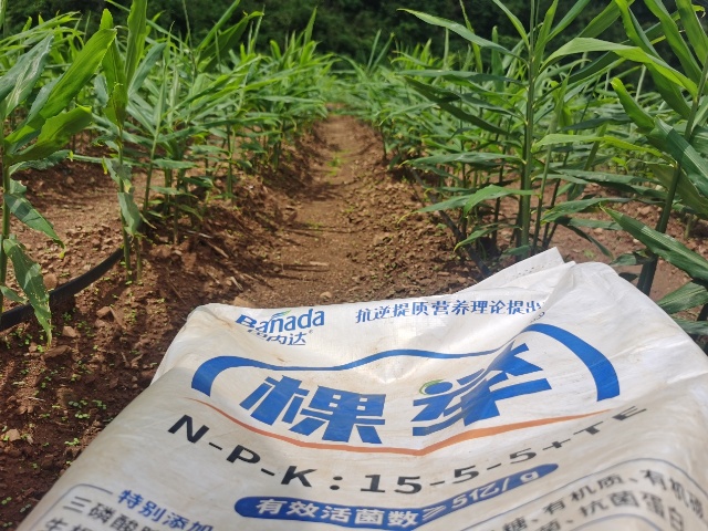 生姜培土三步驟，生姜塊大后勁足