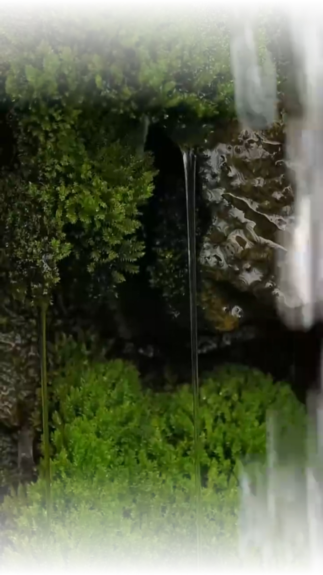 夏意乐章
