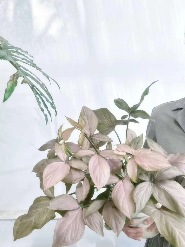 浇了个多巴胺朋友 浇了个多巴胺朋友