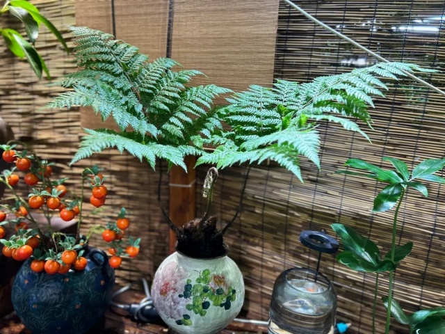 文人书房茶室必备绿植!瞬间提升气质! 文人书房茶室必备绿植!瞬间提升气质!